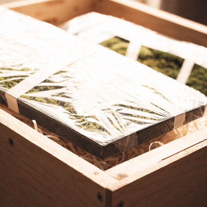 Preserved Moss Wall Art