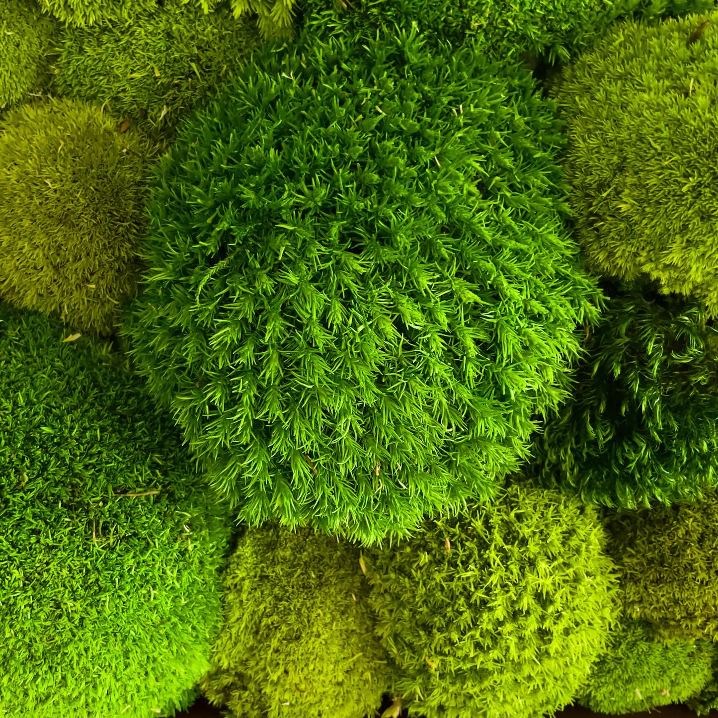 The Lone Tree – Preserved Moss Wall Art
